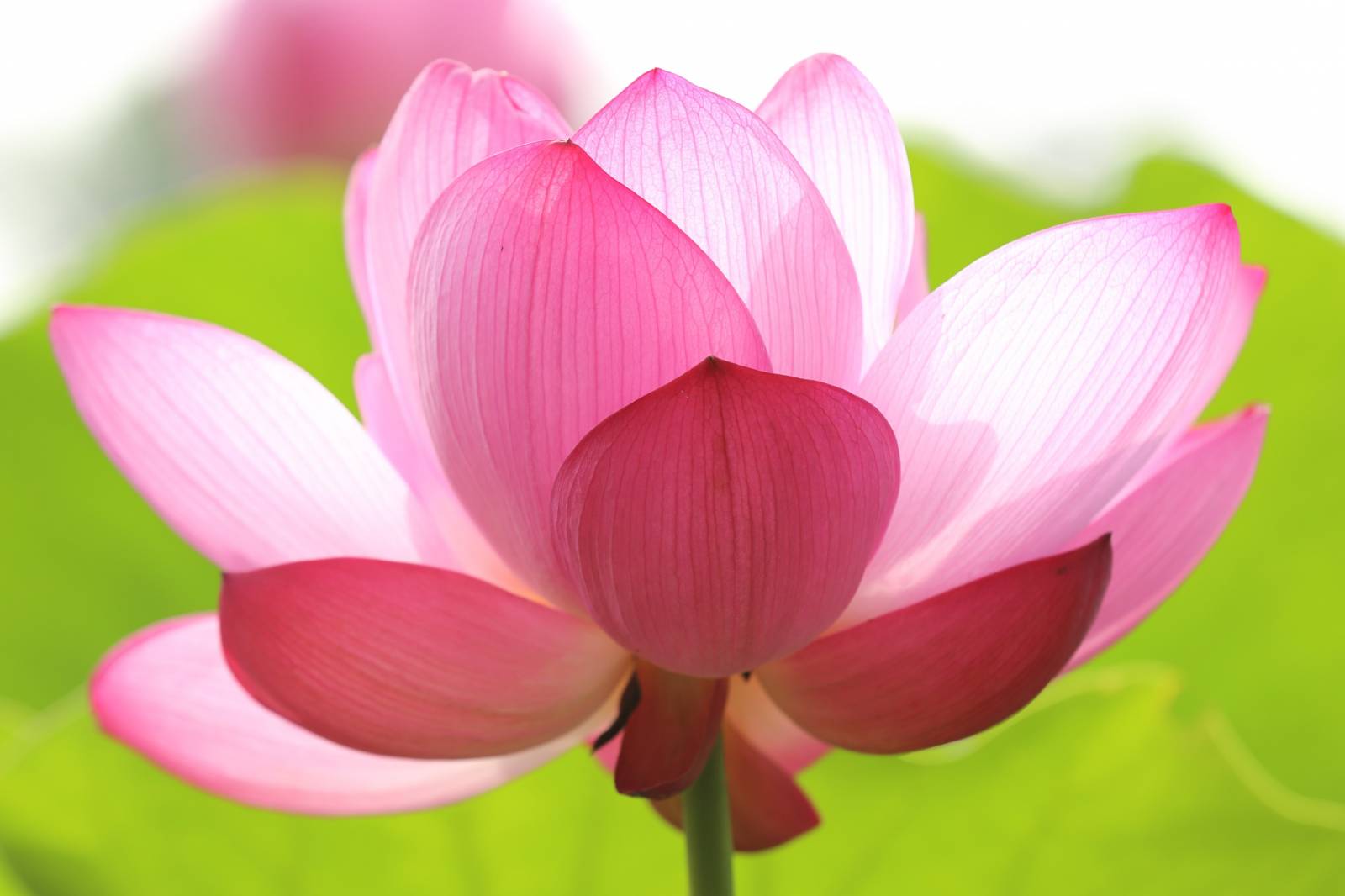 Hatha yoga et ayurvéda